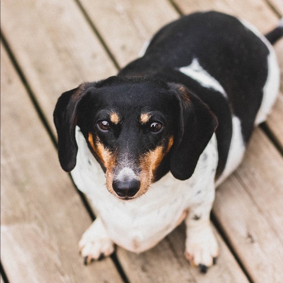 Meet your Posher, Jordan - Picture 1 of 1